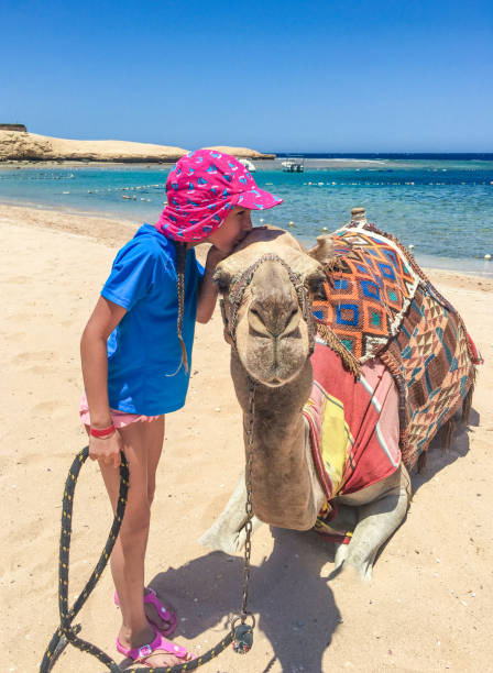istock Young Girl Kissing a Camel 1033746604