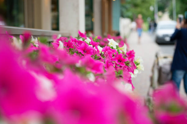 istock Garden flowers on street 1033746796