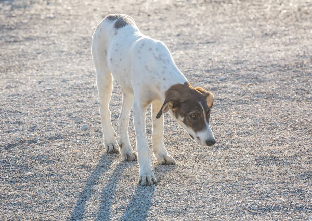 istock mongrel dog with a sad look 1033747028