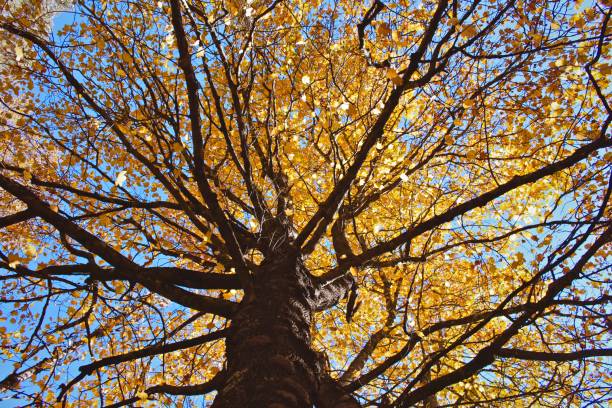 istock Autumn in Australia 1033750860