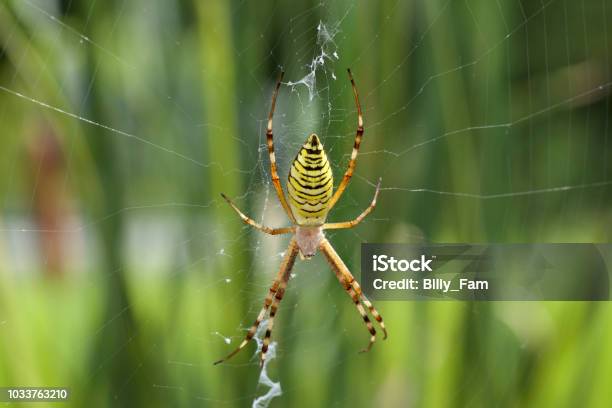 Wasp Spider Stock Photo - Download Image Now - Animal Wildlife, Animals In The Wild, Aube