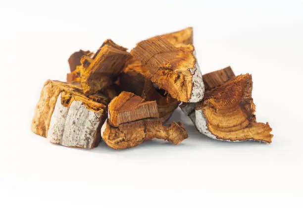 Photo of Chaga mushroom birch, inontus obliquus isolated on a white background