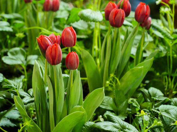 istock Tulip in the garden 1033773416
