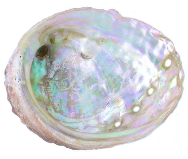 istock Natural raw pearl scallop on white background 1033777638