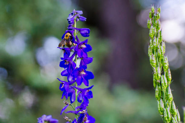 Purple flowers and a bumble bee at Riding Mountain National Park, Manitoba