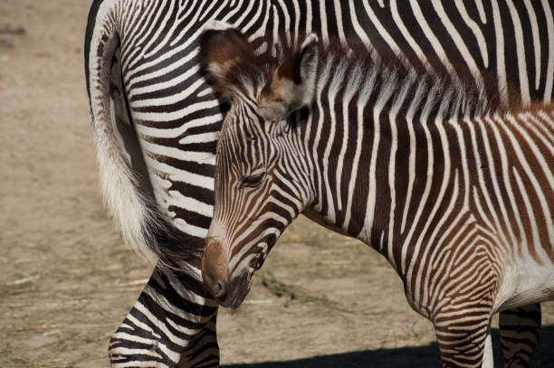 istock little zebra with mother in the savannah 1033780040