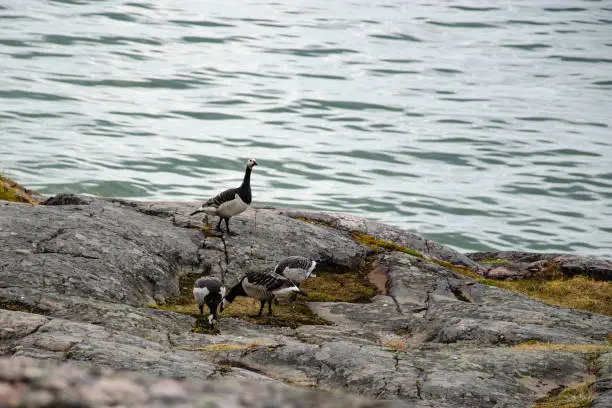 Geese on the rocky seashore