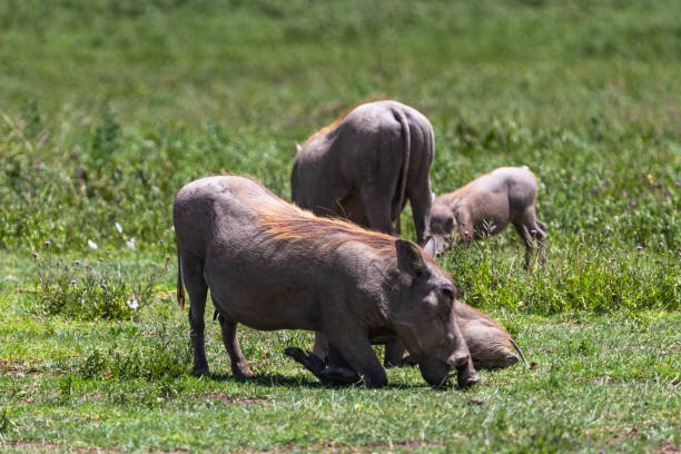 istock Warthogs in Tarangire National Park, Tanzania. 1033780576