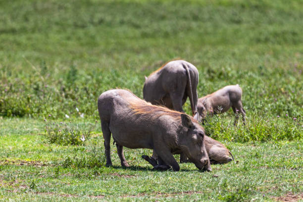 istock Warthogs in Tarangire National Park, Tanzania. 1033782932