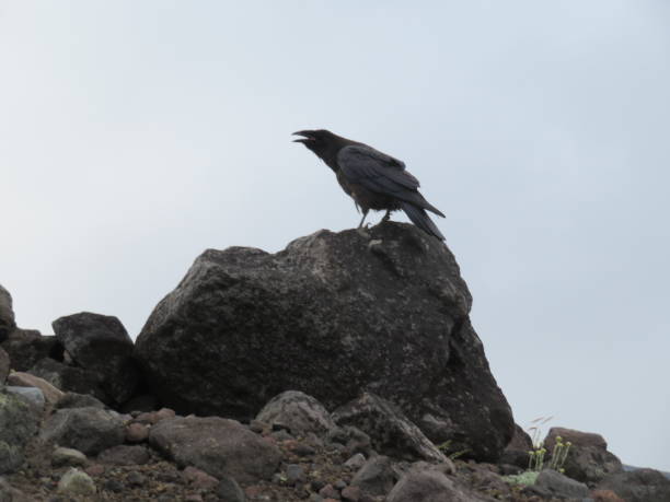 istock In Search of Prey 1033792840