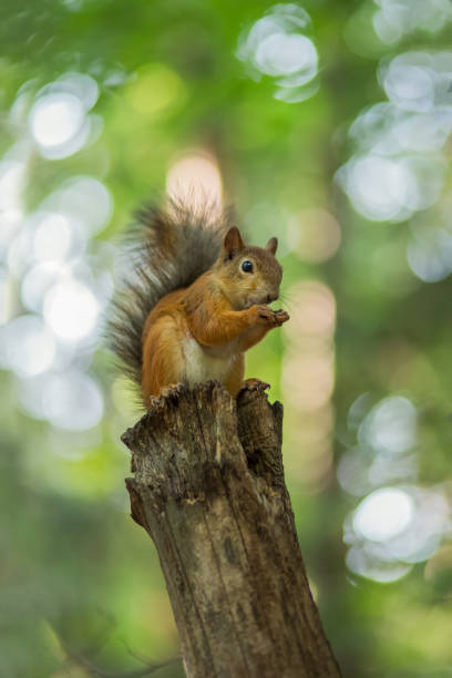 istock Squirrel on a tree in the forest on a sunny afternoon. Selective soft focus. 1033794956