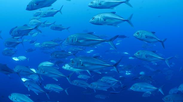 Close-up of school of Trevally Jack fish undersea Darwin Island, Galapagos Islands, Ecuador - May 9, 2018 : Underwater sea life at Galapagos (2018_0428_0520-05-09_114023) caranx stock pictures, royalty-free photos & images