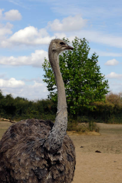 istock South African female common ostrich (Struthio camelus) 1033795630