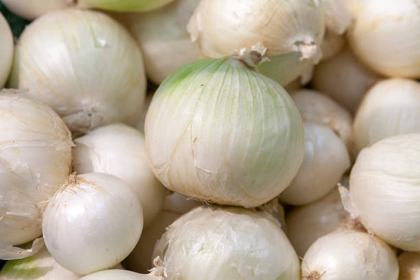 Heap of fresh ripe white onion without husk. Vegetable for salads, pizza, sauces, white salsa. Top view. Close up. Shallow deep of field.