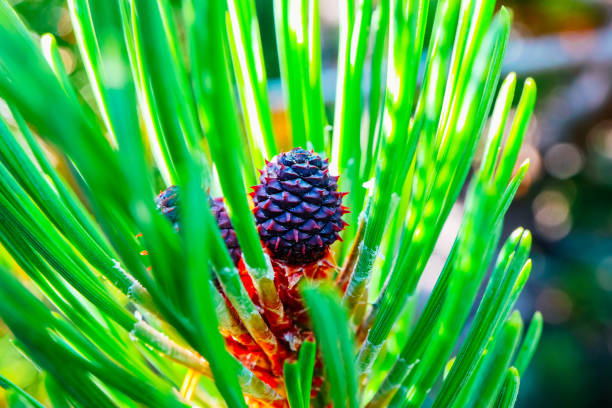 photo depicting a bright evergreen pine three with a new small green cone. little tiny cute colorful new fir-tree cone growth on the brunch. macro, close up view. - growth new evergreen tree pine tree imagens e fotografias de stock