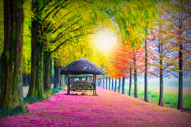 belle promenade romantique rose entre pavillon dans la saison d’automne, corée du sud ou corée du sud et le tunnel de l’arbre - japanese maple autumn leaf tree photos et images de collection