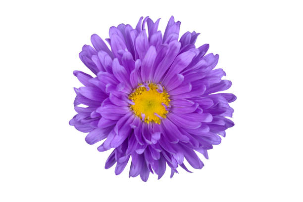 istock aster flower isolated on a white background 1033798696