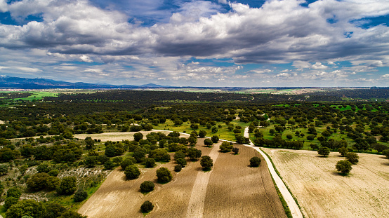 Aerial photography of holm oak forest in Brunete. Madrid