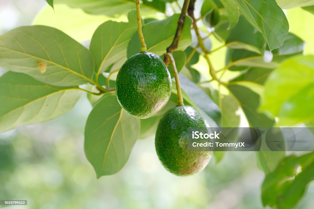 Avocado fruits Avocado fruits (Persea americana) on the tree branch Avocado Stock Photo