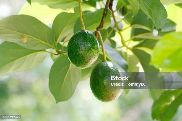 Avocado Fruits Stock Photo - Download Image Now - Avocado, Tree, Orchard