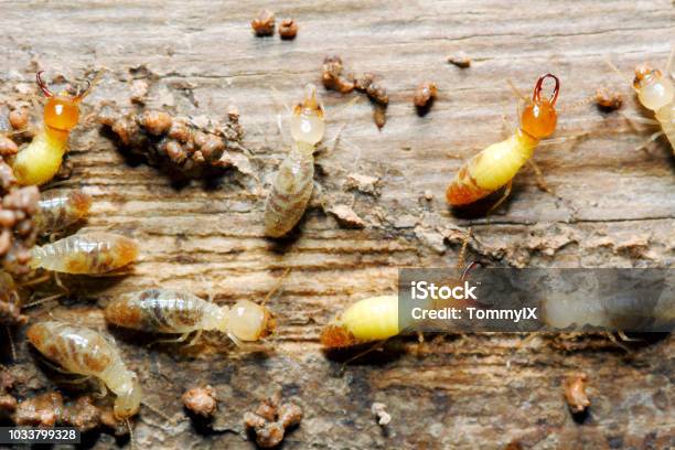 Globitermes Sulphureus Stock Photo - Download Image Now - Termite, House, Damaged