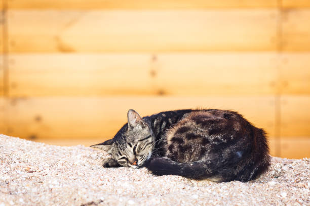 cat is sleeping on pile of shell rock