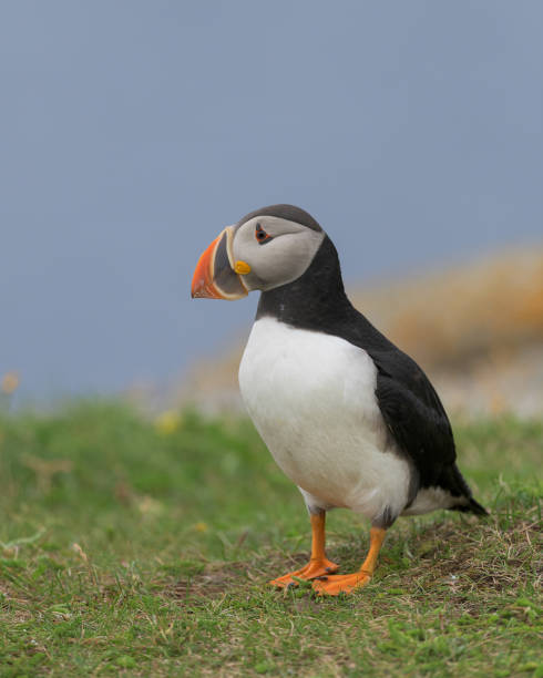 istock Profile view of Atlantic puffin standing in grass 1033805632