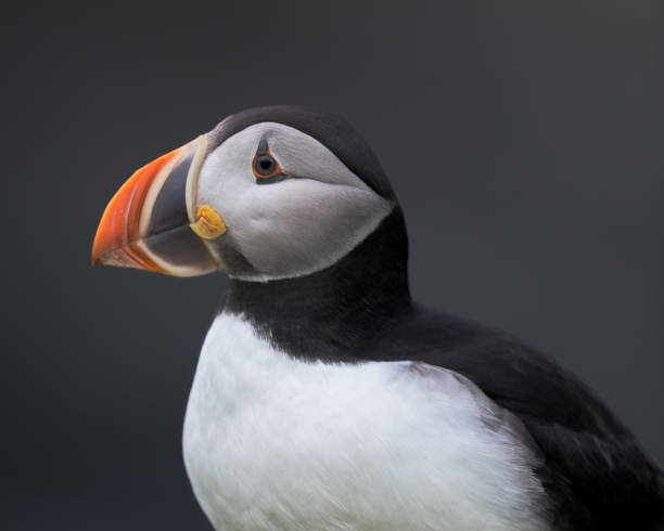 istock Atlantic puffin profile closeup portrait 1033807868