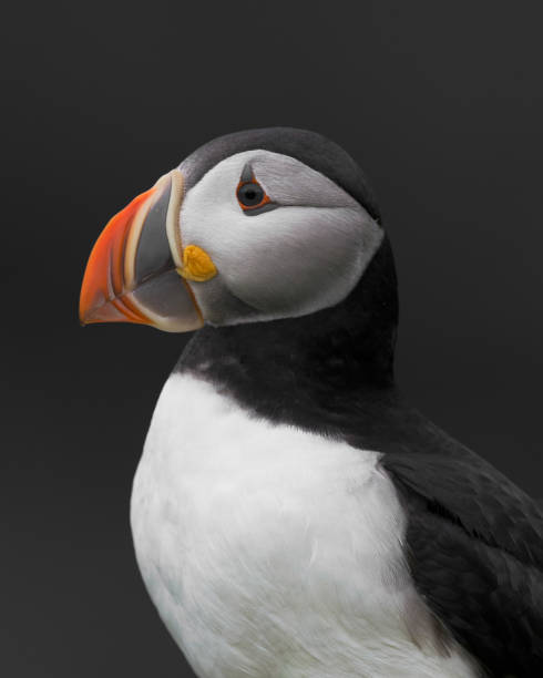 istock Atlantic puffin closeup profile portrait 1033810418