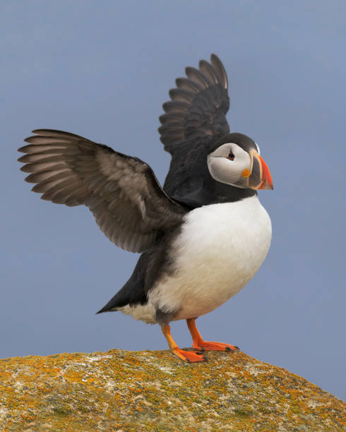 istock Atlantic puffin spreading its wings in Newfoundland 1033810422