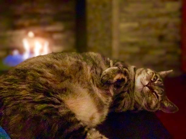 istock Fat cat relaxing by the fire 1033810450