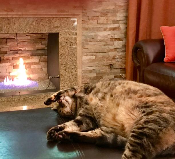 istock Older cat enjoying a relaxing night by the fire 1033810454