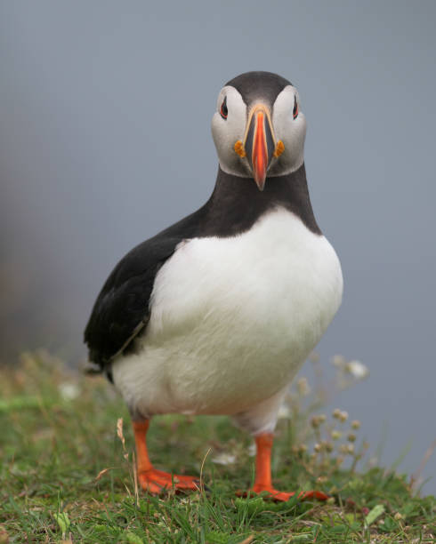 istock Atlantic puffin portrait looking at camera 1033810888