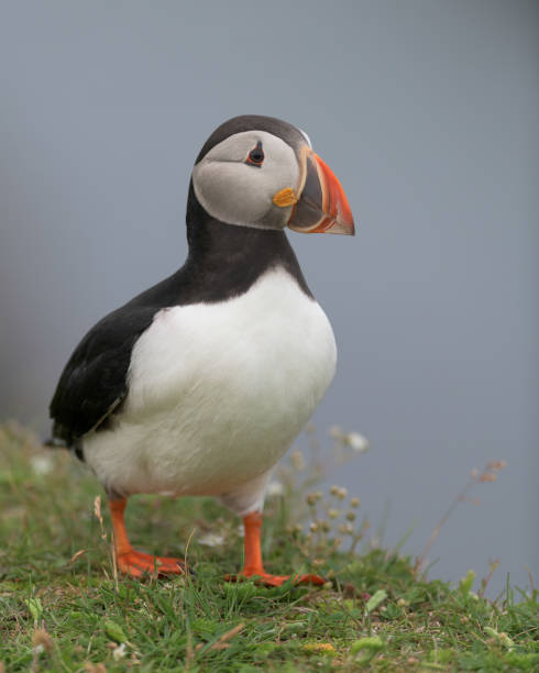 istock Atlantic puffin portrait standing in grass 1033810956