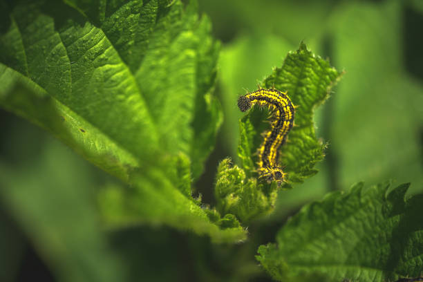 сaterpillar en la hoja - cruciferae fotografías e imágenes de stock