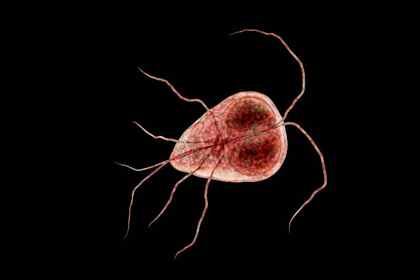 Giardia intestinalis protozoan Giardia intestinalis protozoan isolated on black, formely known as G. lamblia, a flagellated parasite that reproduces in the small intestine and causes giardiasis, 3D illustration with clipping path giardia lamblia stock pictures, royalty-free photos & images