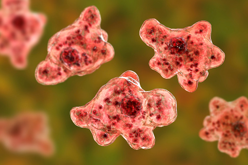 Brain-eating amoeba infection, naegleriasis. Trophozoite, infectious form of the parasite Naegleria fowleri, 3D illustration