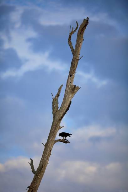 хищная птица сидела на мертвом дереве пользуется его недавний улов - fish catch of fish catching dead animal стоковые фото и изображения