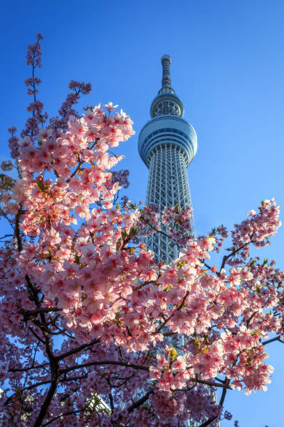 Sakura Skytree stock photo