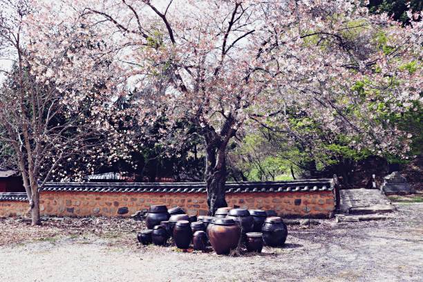 istock South Korea Seoul Spring 2018 1033817282