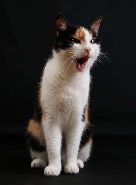 istock funny tricolored cat portrait 1033823098
