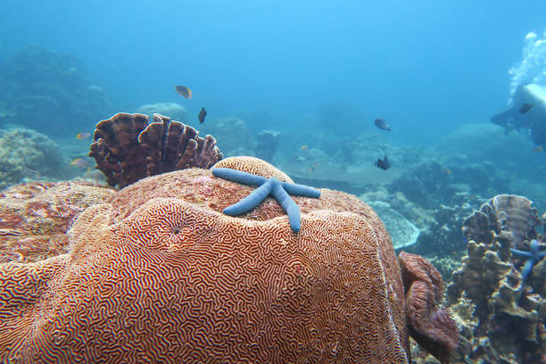 Blue Starfish perched on a coral