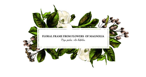 bildbanksillustrationer, clip art samt tecknat material och ikoner med rektangulär avlånga ram dekorerad med magnolia blommor och blad - magnolia
