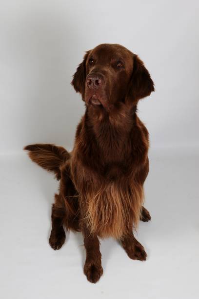 brown flat coated portrait in the studio