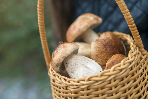 Close up of a basket full of porcini mushrooms from the forest.