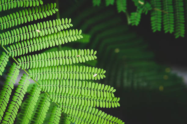 istock Closeup nature view of green leaf 1033838874