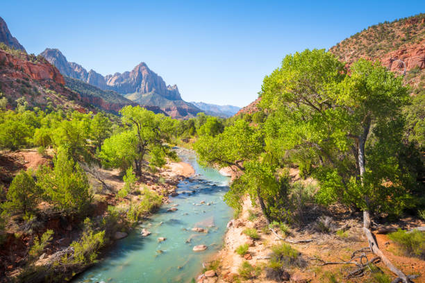 Zion National Park scenery with The Watchman peak and Virgin river in summer, Utah, USA Zion National Park scenery with famous Virgin river and The Watchman mountain peak in the background on a beautiful sunny day with blue sky in summer, Utah, USA zion river stock pictures, royalty-free photos & images
