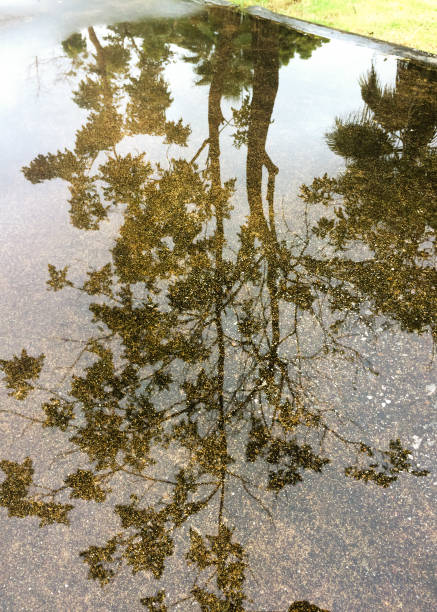 istock reflection of tree on wet cement floor 1033839670