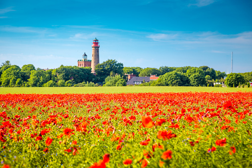 Kap Arkona lighthouse with red poppy flowers in summer, Ruegen, Ostsee, Germany