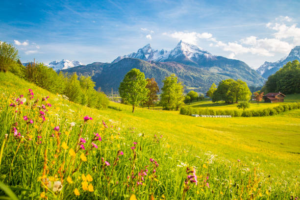 istock Idyllic mountain scenery in the Alps with blooming meadows in springtime 1033842482